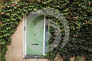 Green door surrounded by climbing plant