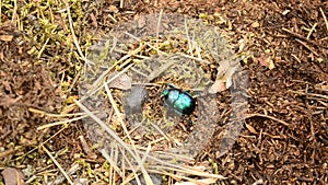 Green dor beetle crawls on ground in forest out of frame