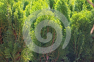The green dotcom oriental thuja plant with green thuja background
