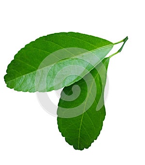 Green Double Leaves on white background