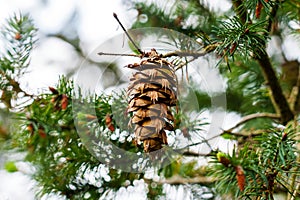 Green Douglas fir branch with Oregon pine cone. Coniferous tree in wild forest