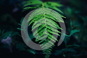 green down beautiful ferns leaves green foliage natural floral fern on dark