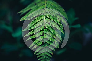 green down beautiful ferns leaves green foliage natural floral fern on dark