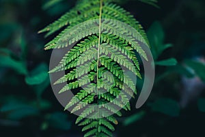 green down beautiful ferns leaves green foliage natural floral fern on dark