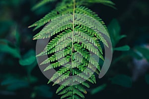 green down beautiful ferns leaves green foliage natural floral fern on dark