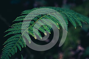 green down beautiful ferns leaves green foliage natural floral fern on dark