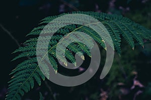 green down beautiful ferns leaves green foliage natural floral fern on dark