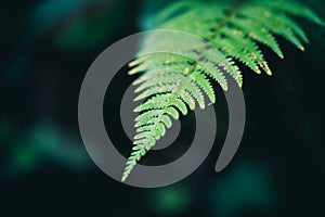 green down beautiful ferns leaves green foliage natural floral fern on dark