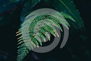 green down beautiful ferns leaves green foliage natural floral fern on dark