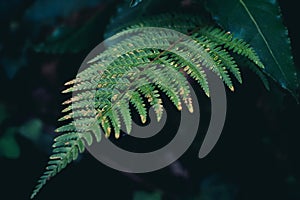 green down beautiful ferns leaves green foliage natural floral fern on dark