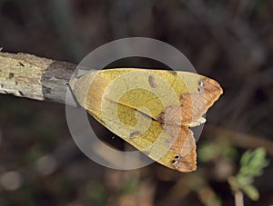 Green Drab Moth