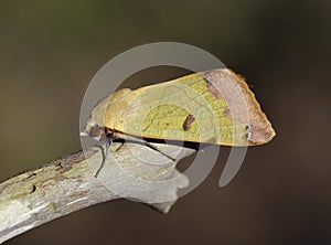 Green Drab Moth