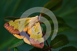 Green Drab moth -Ophiusa tirhaca