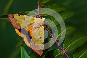 Green Drab moth -Ophiusa tirhaca