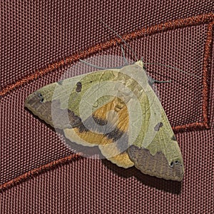 Green Drab Moth with Spread Wings on a Rust Colored Backpack