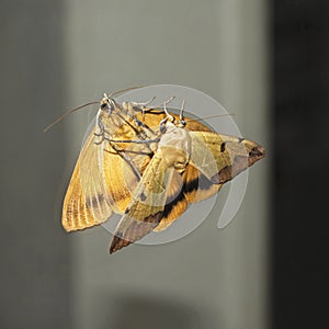 Green Drab Ophiusa tirhaca Moth Sees Itself in a Mirror