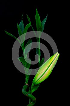 Green dracaena sanderiana also known as lucky bamboo plant and oriental lily bud on black background