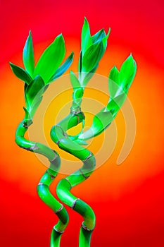 Green dracaena sanderiana also known as lucky bamboo plants on gradient background 