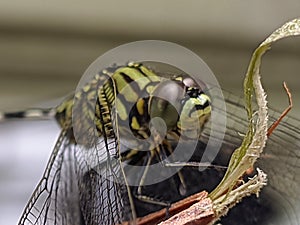The green dragon fly with black stripes