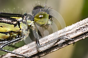 Green Dragon Fly in Nature summer season