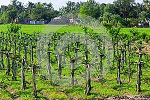 Green dragon fruit land in on the blue sky background