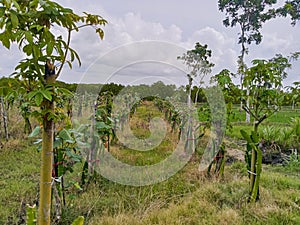 green dragon fruit plantations, with trees in rows, tied with red ropes and propped against tree trunks