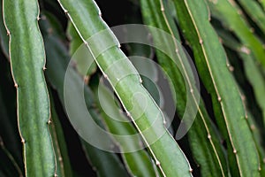 Green dragon fruit tree on  climber planting   nature  background