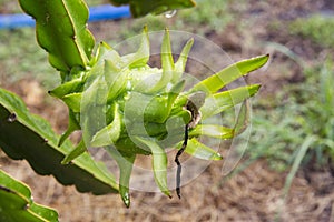 Green dragon fruit