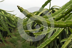 Green dragon fruit Vietnam