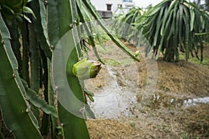 Green dragon fruit Vietnam