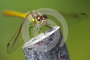 Green dragonfly