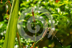 A green dragonfly with black stripes perched on a yellow iris flower bud