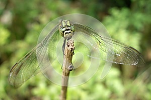 Verde libellula 