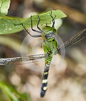 Erythemis simplicicollis, the eastern pondhawk, also known as the common pondhawk, is a dragonfly of the family Libellulidae. photo