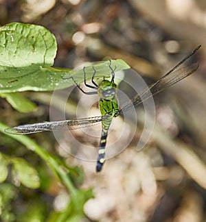 Erythemis simplicicollis, the eastern pondhawk, also known as the common pondhawk, is a dragonfly of the family Libellulidae. photo