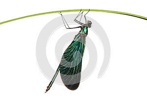 Verde libélula sobre el césped 