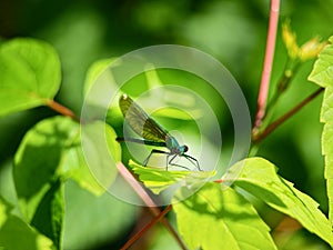 A green dragonfly on the green leaf