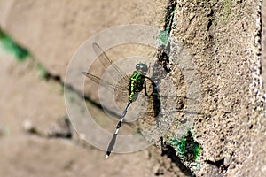 green dragonfly insect alight at rock wall, close up view