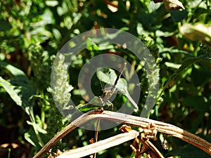 Dragonfly on a stalk of grass