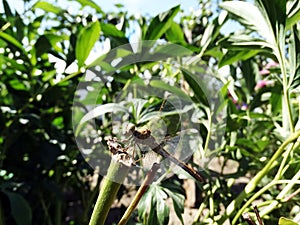 Dragonfly on a stalk of grass