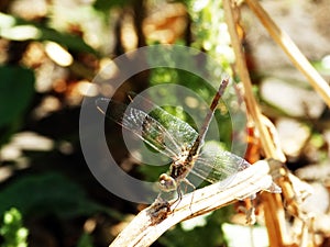 Dragonfly on a stalk of grass