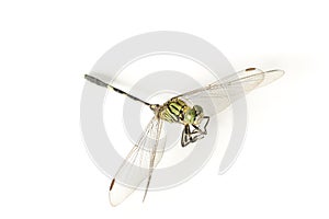 Green dragonfly isolated white background