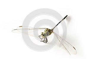 Green dragonfly macro isolated white background