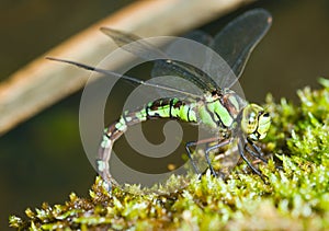 Green dragonfly on moss close