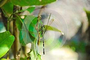 Green dragonfly or Orthetrum Sabina photo
