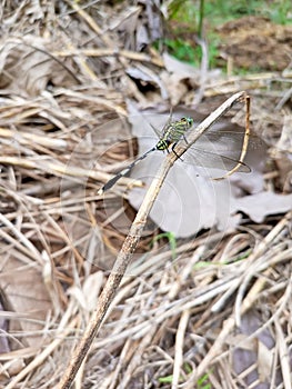 a green dragonfly perched on a dry tree branch