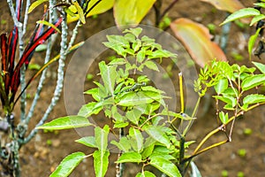 A green dragonfly perched on the leaves