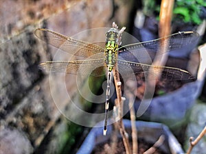 a green dragonfly perched on a tree branch