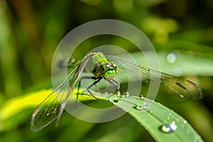Green Dragonfly