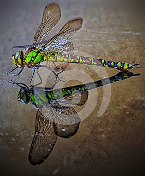 Green dragonfly reflection
